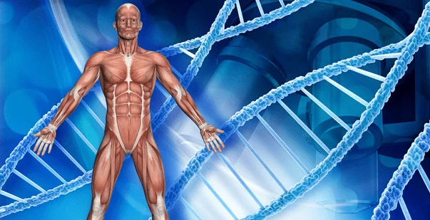 What Characteristic Differentiates Cardiac Muscle Cells From Skeletal Muscle Cells
