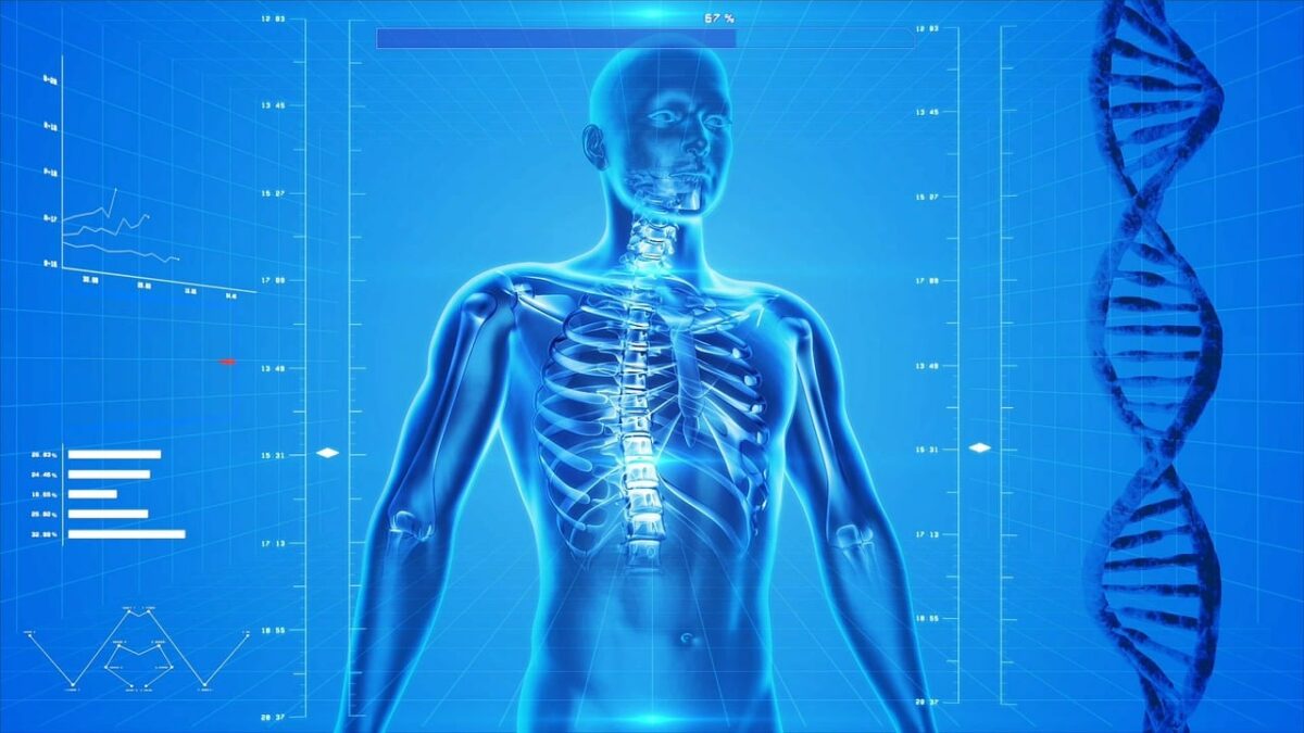 Human Skeletal System