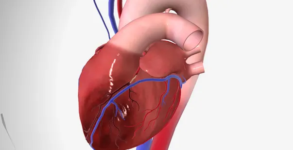 Left Anterior Descending Artery post img